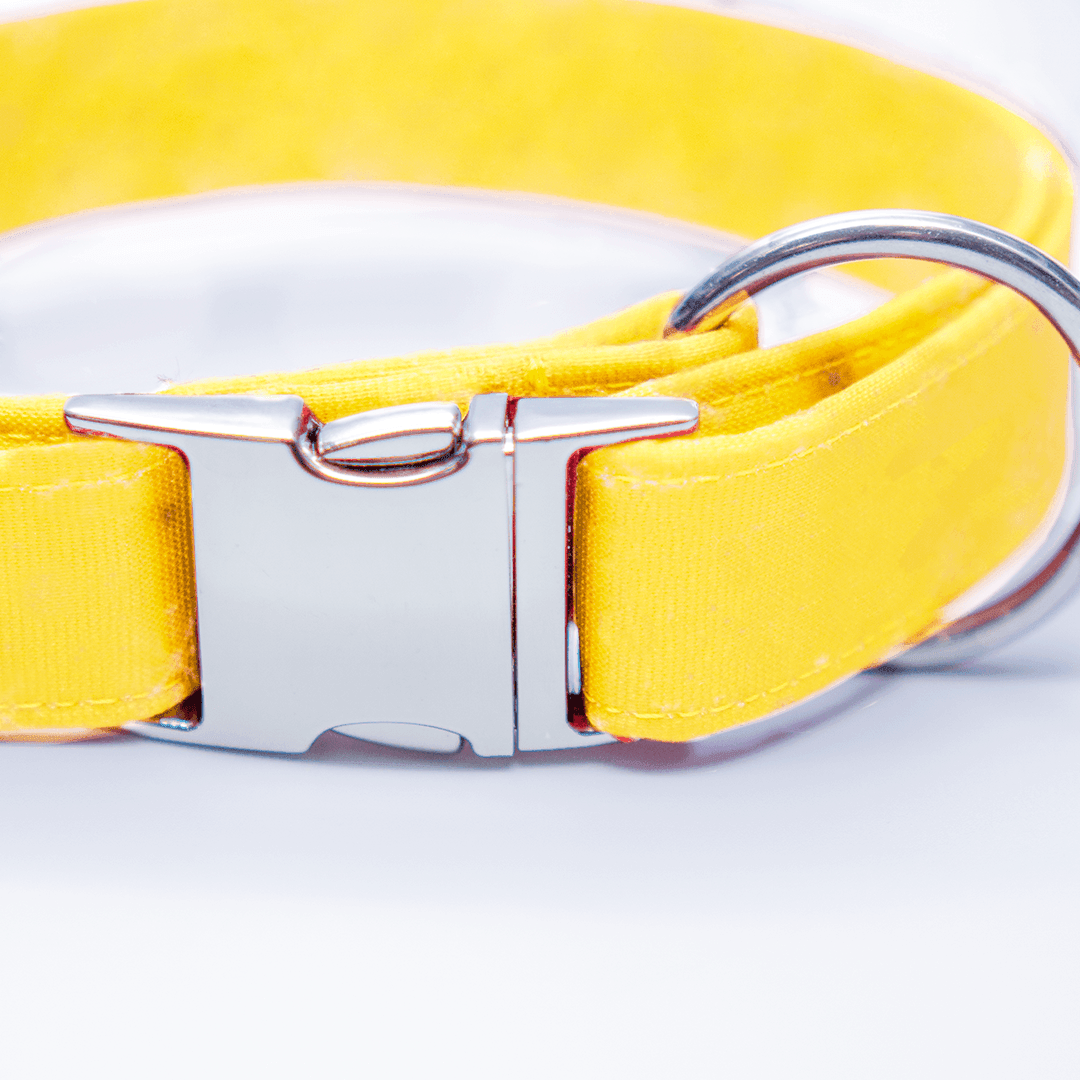 Sterne - schwarz - Neon - Hundehalsband