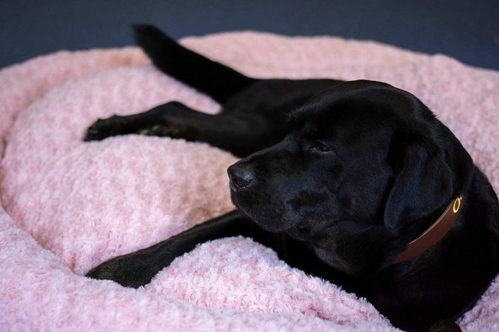 Hundebett Kuschelwolke  mit kuscheligem Plüsch herausnehmbares Kissen einfarbig