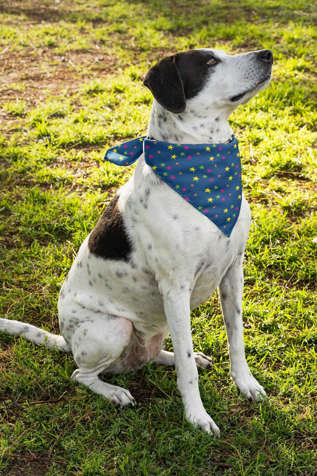 2er Set - Sterne navy - Hunde Halstuch / Bandana für Hunde