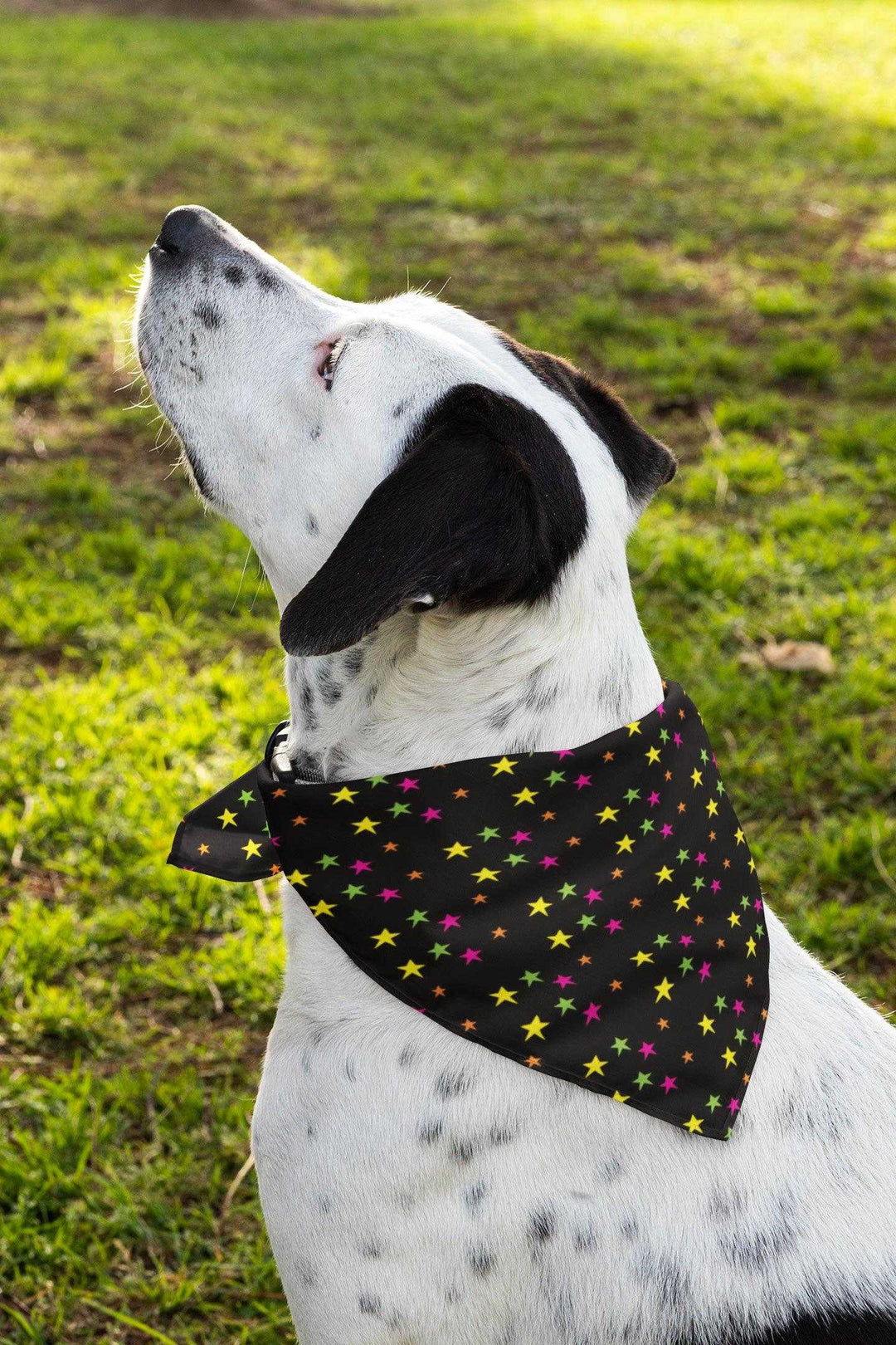 2er Set - Sterne schwarz - Hunde Halstuch / Bandana für Hunde