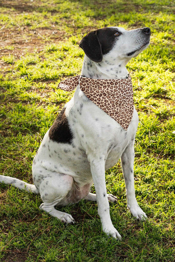 2er Set - Leopard - Hunde Halstuch / Bandana für Hunde